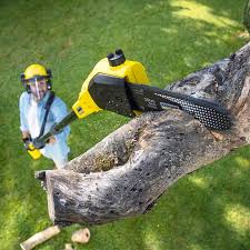 Trusted Oak Ridge, NJ Tree Services Experts