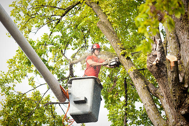 Seasonal Cleanup (Spring/Fall) in Oak Ridge, NJ